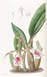 Trichopilia tortilis
